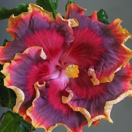 20 Giant Hibiscus Flower Seeds – 18 Vibrant Colors - Seed World