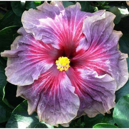 20 Giant Hibiscus Flower Seeds – 18 Vibrant Colors - Seed World