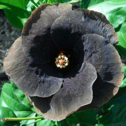 20 Giant Hibiscus Flower Seeds – 18 Vibrant Colors - Seed World