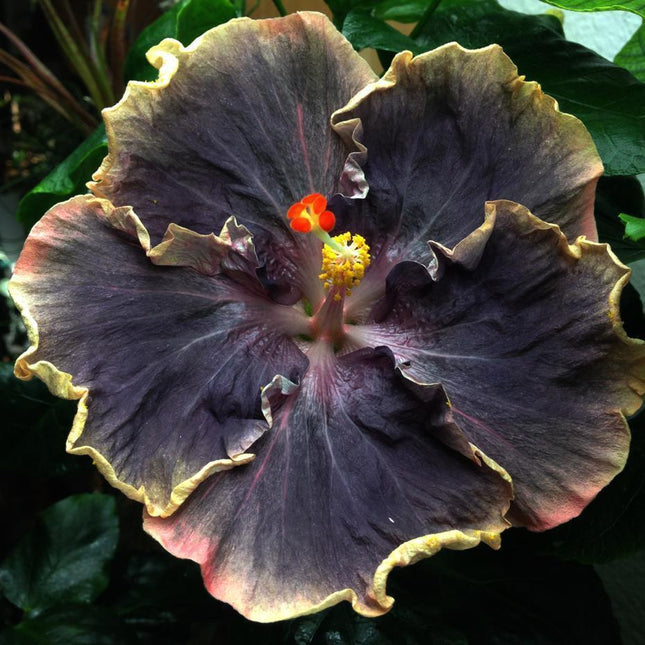 20 Giant Hibiscus Flower Seeds – 18 Vibrant Colors - Seed World