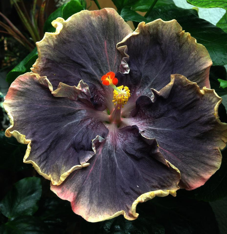 20 hibiscus flower seeds 20 Giant Hibiscus Flower Seeds – 18 Vibrant Colors – Seed World