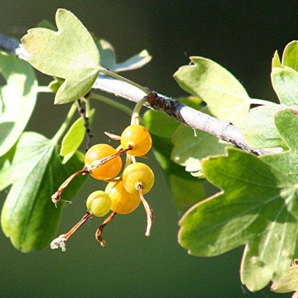 20 Golden Currant Berry Seeds (Ribes Aureum) - Seed World