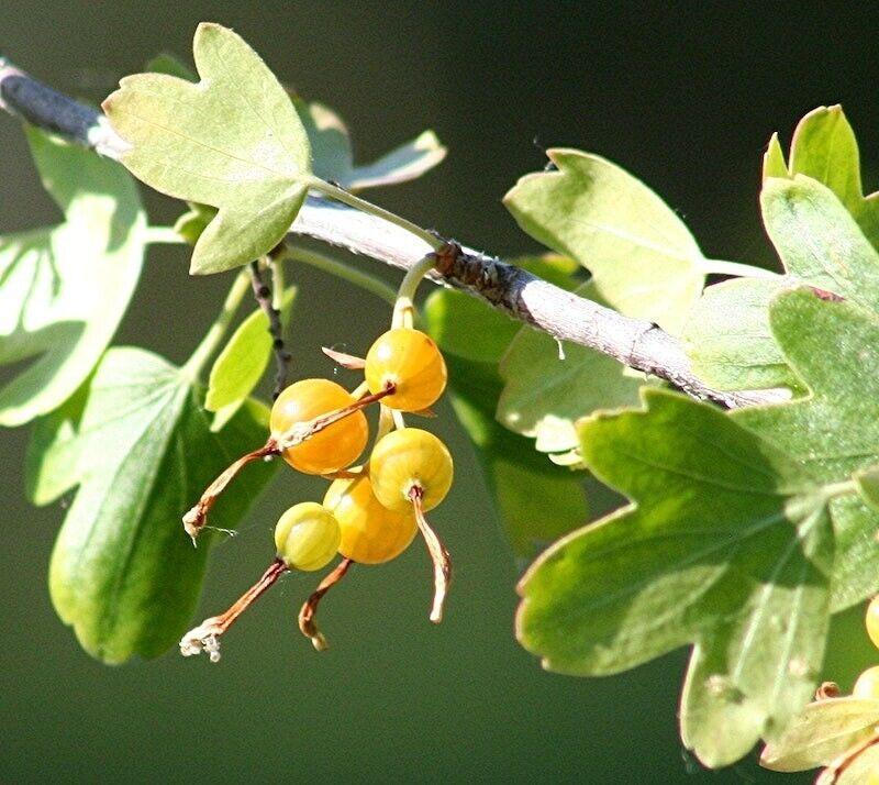20 Golden Currant Berry Seeds (Ribes Aureum) - Seed World