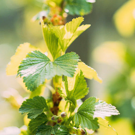 20 Golden Currant Berry Seeds (Ribes Aureum) - Seed World