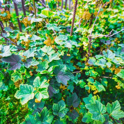 20 Golden Currant Berry Seeds (Ribes Aureum) - Seed World