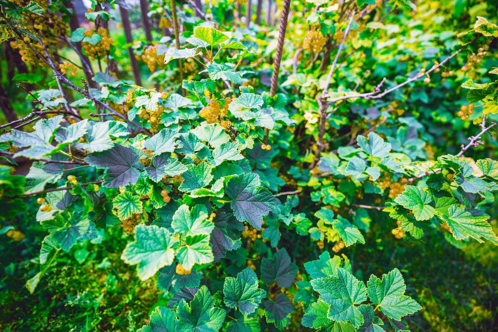 20 Golden Currant Berry Seeds (Ribes Aureum) - Seed World