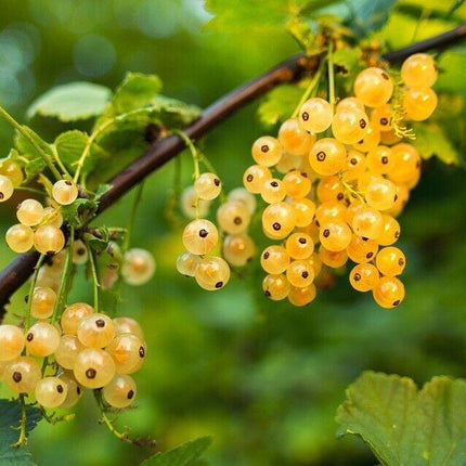 20 Golden Currant Berry Seeds (Ribes Aureum) - Seed World