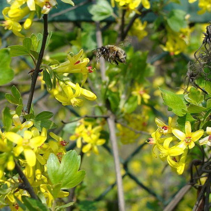 20 Golden Currant Shrub Seeds - Seed World