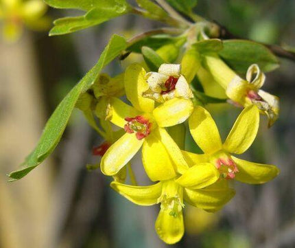 20 Golden Currant Shrub Seeds - Seed World