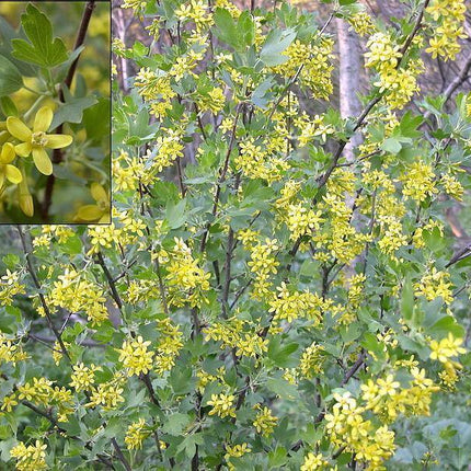 20 Golden Currant Shrub Seeds - Seed World