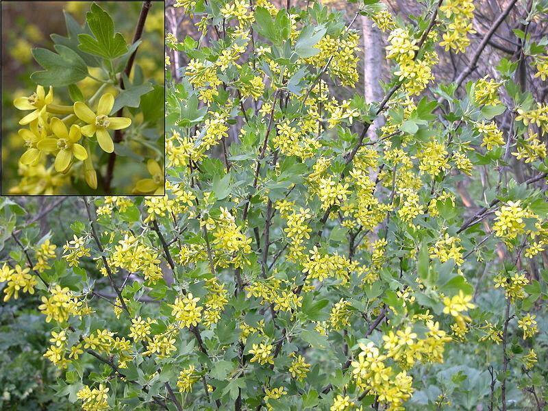 20 Golden Currant Shrub Seeds - Seed World