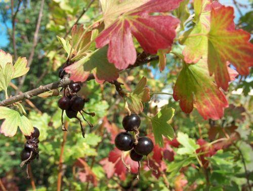 20 Golden Currant Shrub Seeds - Seed World