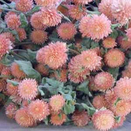 20 Gomphrena Globosa Salmon Seeds - Seed World