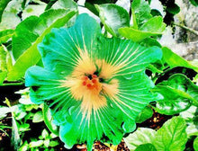 20 Green Yellow Hibiscus Seeds - Seed World
