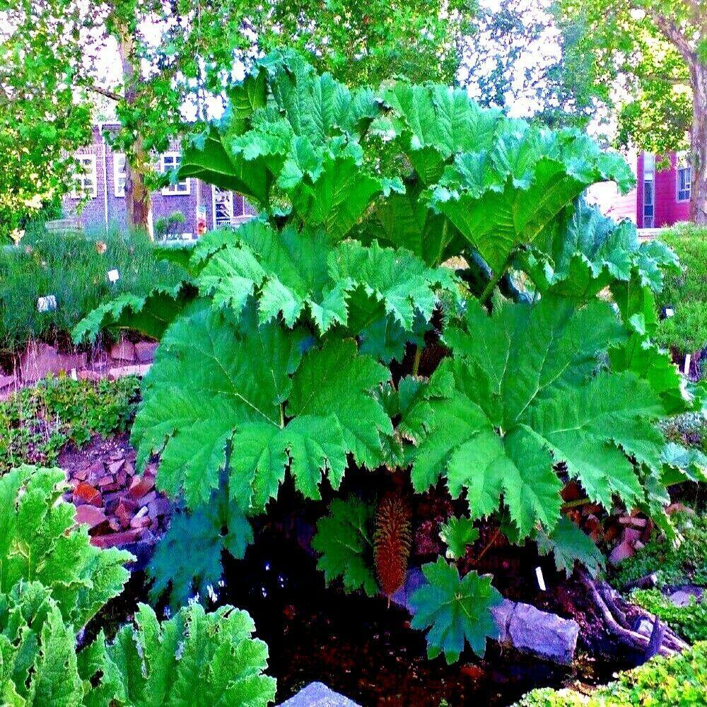 20 Gunnera Manicata - Giant Rhubarb Seeds - Seed World