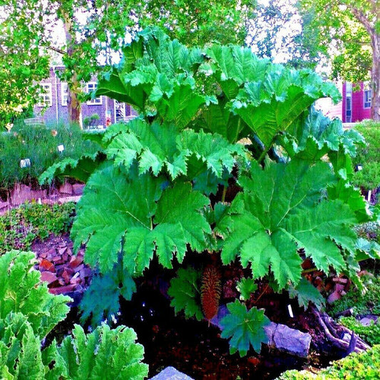20 Gunnera Manicata - Giant Rhubarb Seeds - Seed World