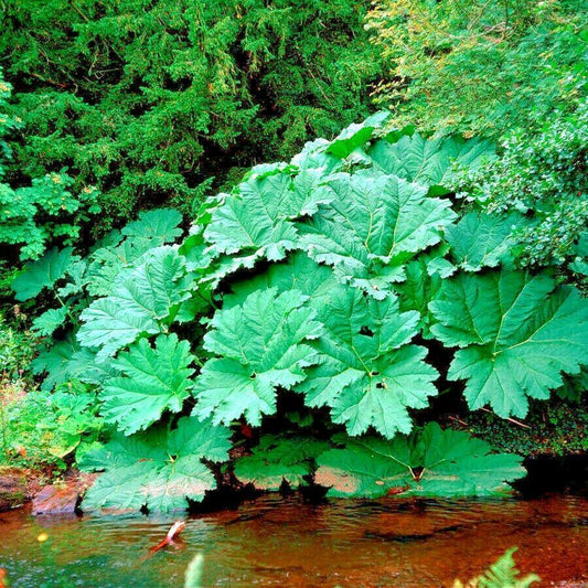 20 Gunnera Manicata - Giant Rhubarb Seeds - Seed World