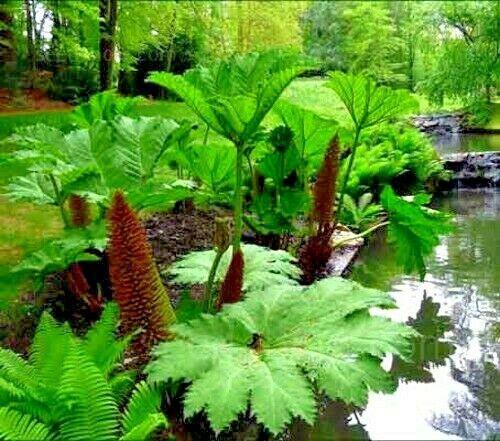 20 Gunnera Manicata - Giant Rhubarb Seeds - Seed World