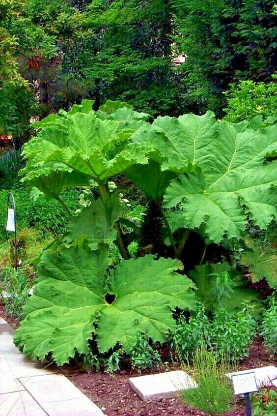 20 Gunnera Manicata - Giant Rhubarb Seeds - Seed World
