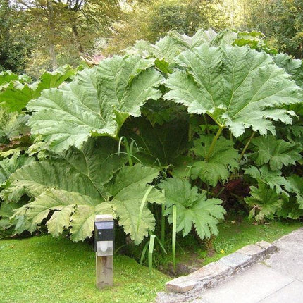 20 Gunnera Manicata - Giant Rhubarb Seeds - Seed World