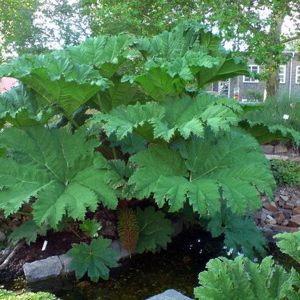 20 Gunnera Manicata - Giant Rhubarb Seeds - Seed World