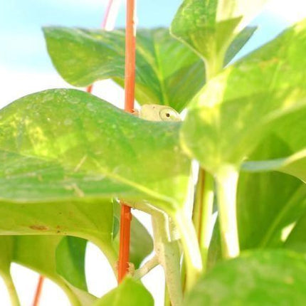 20 Henderson Baby Lima Bean Seeds - Seed World
