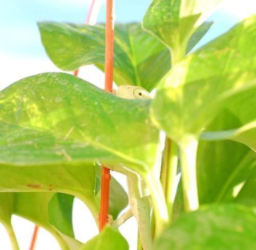 20 Henderson Baby Lima Bean Seeds - Seed World