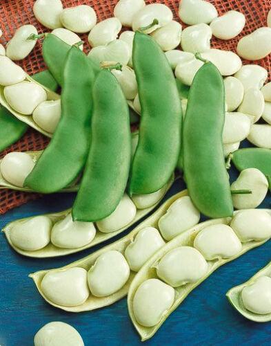 20 Henderson Baby Lima Bean Seeds - Seed World