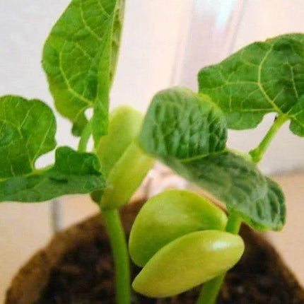 20 Henderson Baby Lima Bean Seeds - Seed World