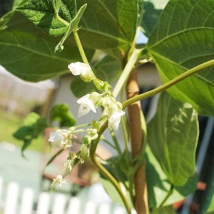20 Henderson Baby Lima Bean Seeds - Seed World