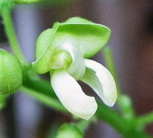 20 Henderson Baby Lima Bean Seeds - Seed World