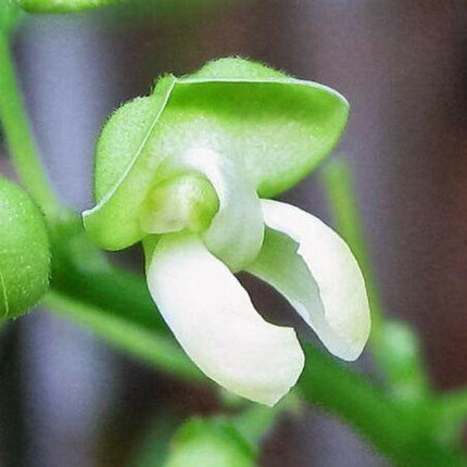 20 Henderson Baby Lima Bean Seeds - Seed World