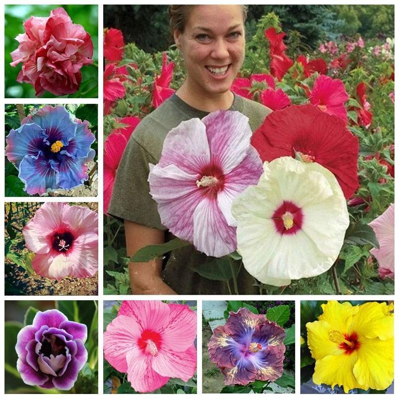 hibiscus flower seeds Rare Hibiscus Flower Seeds – Exotic Tropical Blooms for Garden & Patio