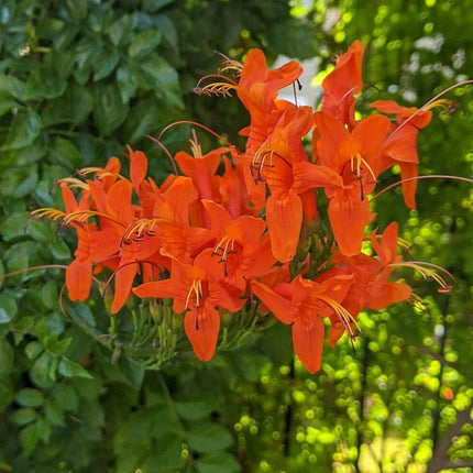 20 Honeysuckle Vine Seeds - Seed World