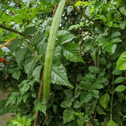 20 Honeysuckle Vine Seeds - Seed World