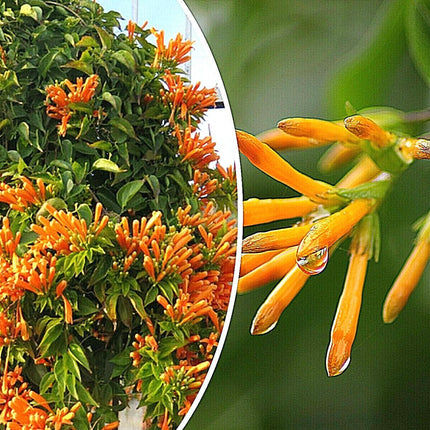 20 Honeysuckle Vine Seeds - Seed World