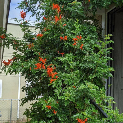 20 Honeysuckle Vine Seeds - Seed World
