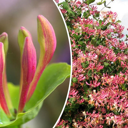 20 Honeysuckle Vine Seeds - Seed World