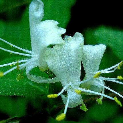 20 Honeysuckle Vine Seeds - Seed World