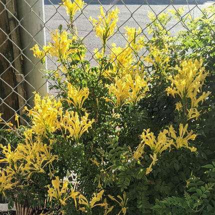 20 Honeysuckle Vine Seeds - Seed World