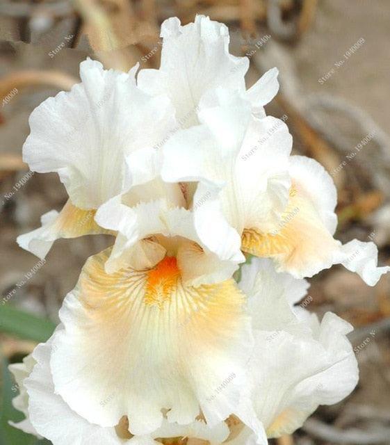20 Iris Flower Seeds - Seed World