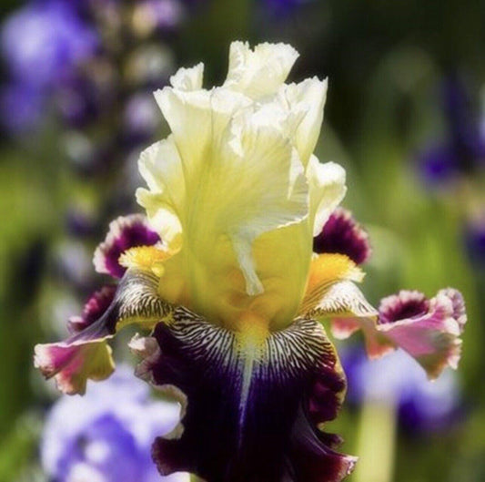 20 Iris Flower Seeds - Seed World