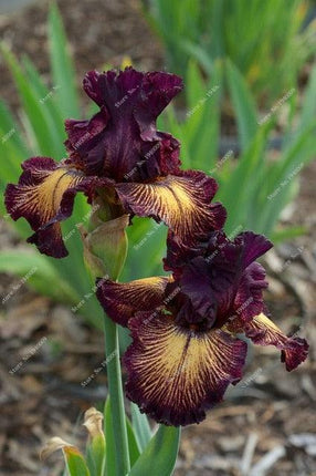 20 Iris Flower Seeds – Rare Mix of Exotic Colors - Seed World