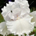 Pure White
