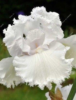 20 Iris Flower Seeds – Rare Mix of Exotic Colors - Seed World