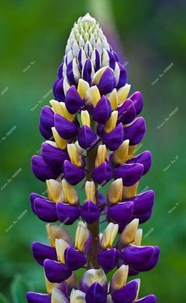 20 Iris Flower Seeds – Rare Mix of Exotic Colors - Seed World