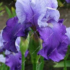 Lavender-Twin