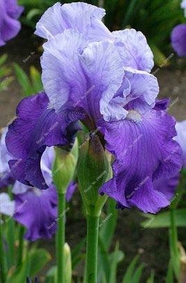 20 Iris Flower Seeds – Rare Mix of Exotic Colors - Seed World
