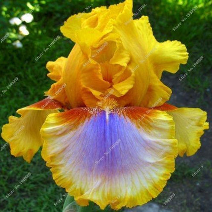 20 Iris Flower Seeds – Rare Mix of Exotic Colors - Seed World