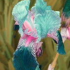 Teal-Pink